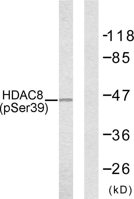 HDAC8 Antibody - Western blot analysis of lysates from NIH/3T3 cells, using HDAC8 (Phospho-Ser39) Antibody. The lane on the right is blocked with the phospho peptide.
