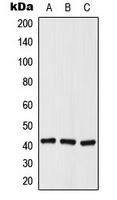 HDAC8 Antibody - Western blot analysis of Histone Deacetylase 8 (pS39) expression in A549 (A); NIH3T3 (B); rat kidney (C) whole cell lysates.