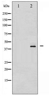 HDAC8 Antibody - Western blot of HDAC8 phosphorylation expression in NIH-3T3 whole cell lysates,The lane on the left is treated with the antigen-specific peptide.