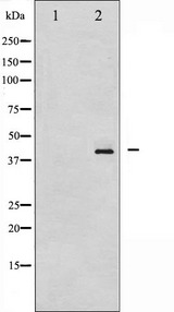 HDAC8 Antibody - Western blot analysis of HDAC8 phosphorylation expression in NIH-3T3 whole cells lysates. The lane on the left is treated with the antigen-specific peptide.