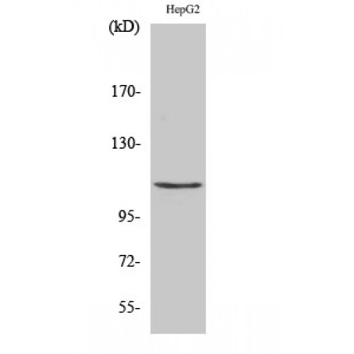 HDAC9 Antibody - Western blot of Histone deacetylase 9 antibody