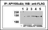 HDAC9 Antibody - This figure shows that both antibody can immunoprecipitate (IP) HDAC9 from HeLa-HDAC9 transfected cells. (Data kindly provided by Dr. Zhigang Yuan, H. Lee Moffitt Cancer Center and Research Institute, Tampa, FL).