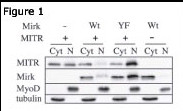 HDAC9 Antibody - Figure 1: Immunoblots for MITR / HDAC9 N-term antibody), Mirk, MyoD and tubulin proteins are shown for cytoplasmic (Cyt) and nuclear (N) extracts from undifferentiated C2C12 myoblasts. Before cell collection for fractionation, the cells are transfected with plasmids coding for Mirk (Wt), kinase-inactive Mirk (YF) or MITR. Data courtesy of laboratory of Dr. Eileen Friedman. Dept of Pathology, Upstate Medical University, State University of New York.