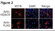 HDAC9 Antibody - Immunofluorescence staining of MITR for a compartmentalization study in undifferentiated C2C12 myoblasts transfected with a MITR-expressing plasmid. MITR is detected by using the HDAC9 N-term antibody (top panel) or a FLAG antibody (bottom panel) detecting a FLAG epitope fused at the N-term end of the MITR construct. Data courtesy of laboratory of Dr. Eileen Friedman. Dept of Pathology, Upstate Medical University, State University of New York.