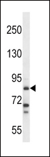 HDC / Histidine Decarboxylase Antibody - HDC Antibody western blot of NCI-H292 cell line lysates (35 ug/lane). The HDC antibody detected the HDC protein (arrow).