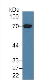 HDC / Histidine Decarboxylase Antibody - Western Blot; Sample: Human 293T cell lysate; Primary Ab: 3µg/ml Rabbit Anti-Human HDC Antibody Second Ab: 0.2µg/mL HRP-Linked Caprine Anti-Rabbit IgG Polyclonal Antibody