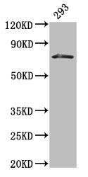 HDC / Histidine Decarboxylase Antibody - Positive Western Blot detected in 293 whole cell lysate. All lanes: HDC antibody at 3 µg/ml Secondary Goat polyclonal to rabbit IgG at 1/50000 dilution. Predicted band size: 75, 71 KDa. Observed band size: 75 KDa