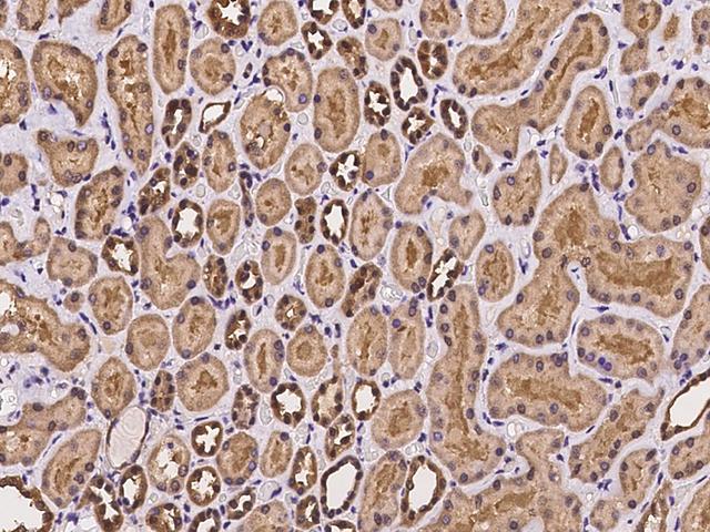HDDC2 Antibody - Immunochemical staining of human HDDC2 in human kidney with rabbit polyclonal antibody at 1:100 dilution, formalin-fixed paraffin embedded sections.