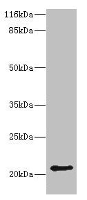HDDC3 Antibody - Western blot All lanes: Guanosine-3, 5-bis (diphosphate) 3-pyrophosphohydrolase MESH1 antibody at 2µg/ml + Mouse heart tissue Secondary Goat polyclonal to rabbit IgG at 1/10000 dilution Predicted band size: 21, 16 kDa Observed band size: 21 kDa