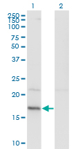 HDDC3 Antibody - Western blot of HDDC3 expression in transfected 293T cell line by HDDC3 monoclonal antibody (M05), clone 7E6.