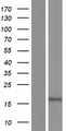 HDDC3 Protein - Western validation with an anti-DDK antibody * L: Control HEK293 lysate R: Over-expression lysate