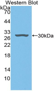 HDGF Antibody - Western blot of recombinant HDGF.
