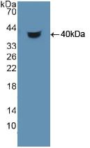 HDGF Antibody - Western Blot; Sample: Recombinant HDGF, Human.