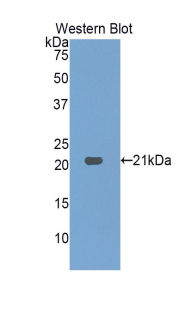 HDGF Antibody - Western blot of recombinant HDGF.  This image was taken for the unconjugated form of this product. Other forms have not been tested.