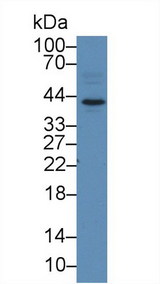 HDGF Antibody - Western Blot; Sample: Human HepG2 cell lysate; Primary Ab: 2µg/ml Rabbit Anti-Mouse HDGF Antibody Second Ab: 0.2µg/mL HRP-Linked Caprine Anti-Rabbit IgG Polyclonal Antibody