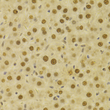 HDGF Antibody - Immunohistochemistry of paraffin-embedded rat liver tissue.