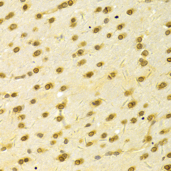 HDGF Antibody - Immunohistochemistry of paraffin-embedded rat brain tissue.