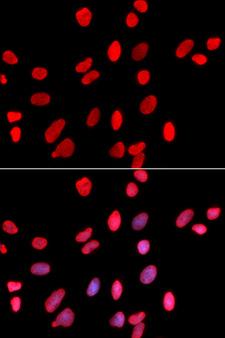 HDGF Antibody - Immunofluorescence analysis of U20S cells.
