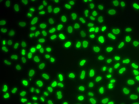 HDGF Antibody - Immunofluorescence analysis of A549 cells.