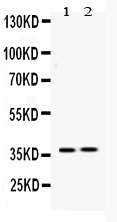 HDGF Antibody - Western blot - Anti-HDGF Picoband Antibody