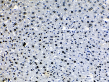 HDGF Antibody - IHC testing of FFPE mouse liver tissue with HDGF antibody at 1ug/ml. HIER: steam section in pH6 citrate buffer for 20 min.