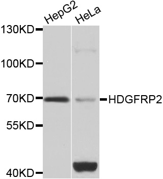 HDGFRP2 Antibody - Western blot analysis of extracts of various cell lines.