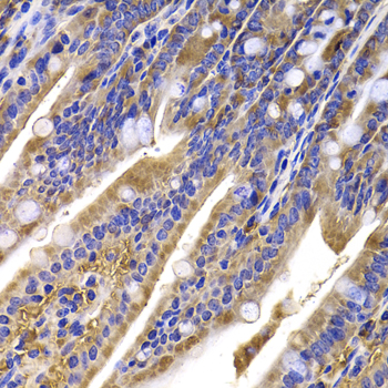 HDGFRP2 Antibody - Immunohistochemistry of paraffin-embedded mouse ileum tissue.