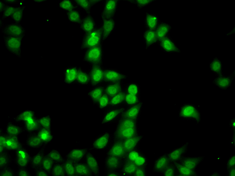HDGFRP2 Antibody - Immunofluorescence analysis of A549 cells.