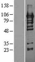HDGFRP2 Protein - Western validation with an anti-DDK antibody * L: Control HEK293 lysate R: Over-expression lysate