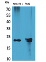 HDGFRP3 Antibody - Western Blot analysis of extracts from NIH-3T3, PC12 cells using HDGFRP3 Antibody.