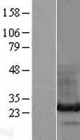 HDGFRP3 Protein - Western validation with an anti-DDK antibody * L: Control HEK293 lysate R: Over-expression lysate
