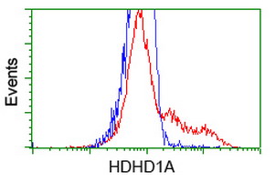 HDHD1 Antibody - HEK293T cells transfected with either overexpress plasmid (Red) or empty vector control plasmid (Blue) were immunostained by anti-HDHD1A antibody, and then analyzed by flow cytometry.
