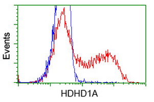 HDHD1 Antibody - HEK293T cells transfected with either overexpress plasmid (Red) or empty vector control plasmid (Blue) were immunostained by anti-HDHD1A antibody, and then analyzed by flow cytometry.