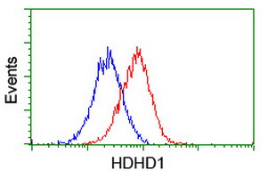 HDHD1 Antibody - Flow cytometry of HeLa cells, using anti-HDHD1 antibody (Red), compared to a nonspecific negative control antibody (Blue).