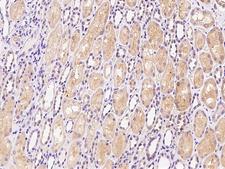 HDHD2 Antibody - Immunochemical staining of human HDHD2 in human kidney with rabbit polyclonal antibody at 1:1500 dilution, formalin-fixed paraffin embedded sections.