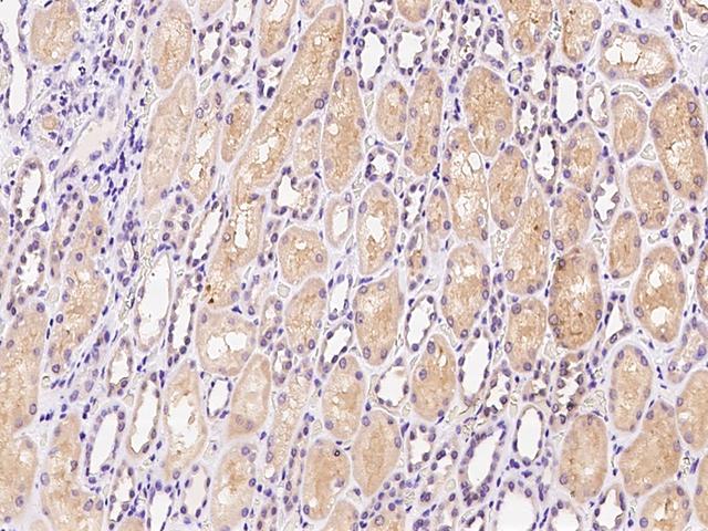 HDHD2 Antibody - Immunochemical staining of human HDHD2 in human kidney with rabbit polyclonal antibody at 1:1500 dilution, formalin-fixed paraffin embedded sections.
