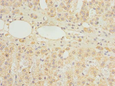 HDHD3 Antibody - Immunohistochemistry of paraffin-embedded human adrenal gland tissue using antibody at dilution of 1:100.