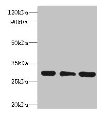 HDHD3 Antibody - Western blot All lanes: HDHD3 antibody at 1µg/ml Lane 1: Mouse small intestine tissue Lane 2: HT29 whole cell lysate Lane 3: COLO205 whole cell lysate Secondary Goat polyclonal to rabbit IgG at 1/10000 dilution Predicted band size: 28 kDa Observed band size: 28 kDa