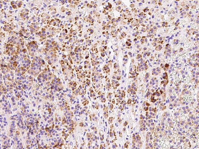 HDHD3 Antibody - Immunochemical staining of human HDHD3 in human adrenal gland with rabbit polyclonal antibody at 1:300 dilution, formalin-fixed paraffin embedded sections.