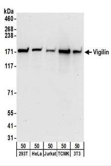 HDLBP / Vigilin Antibody - Detection of Human and Mouse Vigilin by Western Blot. Samples: Whole cell lysate (50 ug) from 293T, HeLa, Jurkat, mouse TCMK-1, and mouse NIH3T3 cells. Antibodies: Affinity purified rabbit anti-Vigilin antibody used for WB at 0.1 ug/ml. Detection: Chemiluminescence with an exposure time of 10 seconds.