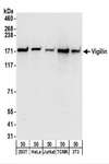 HDLBP / Vigilin Antibody - Detection of Human and Mouse Vigilin by Western Blot. Samples: Whole cell lysate (50 ug) from 293T, HeLa, Jurkat, mouse TCMK-1, and mouse NIH3T3 cells. Antibodies: Affinity purified rabbit anti-Vigilin antibody used for WB at 0.1 ug/ml. Detection: Chemiluminescence with an exposure time of 10 seconds.