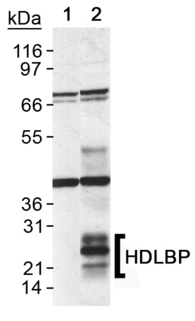 HDLBP / Vigilin Antibody - Detection of HDLBP in CHO transfected cell lysate. Lane 1: empty vector. Lane 2: HDLBP transfected cell lysate.  This image was taken for the unconjugated form of this product. Other forms have not been tested.