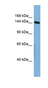 HDLBP / Vigilin Antibody - HDLBP antibody western blot of HT1080 cell lysate.  This image was taken for the unconjugated form of this product. Other forms have not been tested.
