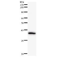 HDLBP / Vigilin Antibody - Western blot analysis of immunized recombinant protein, using anti-HDLBP monoclonal antibody.