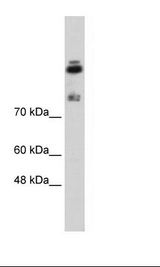 HDLBP / Vigilin Antibody - Jurkat Cell Lysate.  This image was taken for the unconjugated form of this product. Other forms have not been tested.