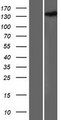 HDLBP / Vigilin Protein - Western validation with an anti-DDK antibody * L: Control HEK293 lysate R: Over-expression lysate