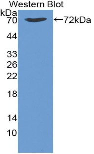 Heat Shock Protein 70 / HSPA1A Antibody - Western blot of recombinant HSPA1B.