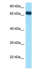 Heat Shock Protein 70 / HSPA1A Antibody - HSPA1A / HSP72 antibody Western Blot of Mouse Heart.  This image was taken for the unconjugated form of this product. Other forms have not been tested.