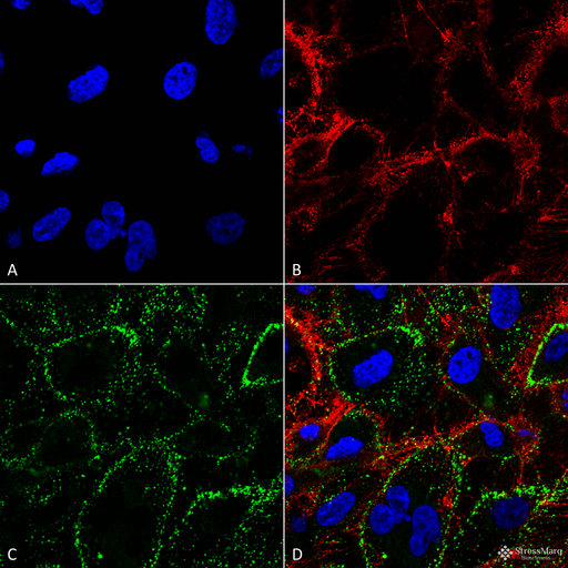 Heat Shock Protein 70 / HSPA1A Antibody - Immunocytochemistry/Immunofluorescence analysis using Mouse Anti-HSP70 Monoclonal Antibody, Clone 1H11. Tissue: HCT116 cells. Species: Human. Fixation: 4% Formaldehyde. Primary Antibody: Mouse Anti-HSP70 Monoclonal Antibody  at 1:100. Counterstain: Wheat germ agglutinin Texas red membrane marker; DAPI (blue) nuclear stain. Localization: Cell surface, cell membrane. (A) DAPI nuclear stain. (B) Wheat germ agglutinin Texas red. (C) HSP70 Antibody. (D) Composite. Courtesy of: Lawrence Hightower, Charles Giardina, and Didem Ozcan from University of Connecticut.