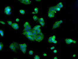 Heat Shock Protein 70 / HSPA1A Antibody - Immunofluorescent staining of HepG2 cells using anti-HSPA1A mouse monoclonal antibody.